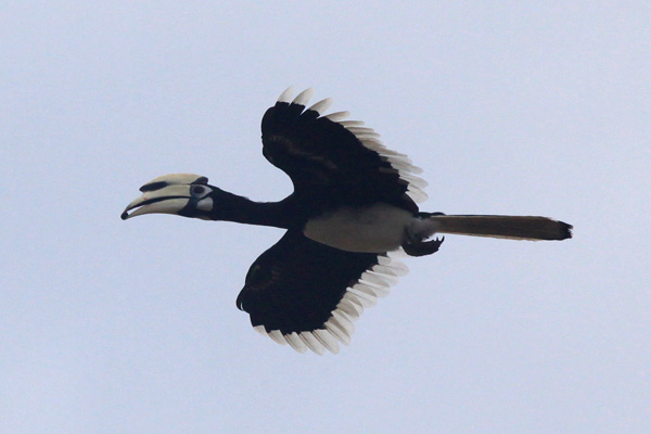 Oriental Pied Hornbill